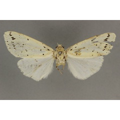 /filer/webapps/moths/media/images/U/ugandae_Paralpenus_HT_BMNH.jpg