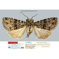 /filer/webapps/moths/media/images/G/griseoviridis_Nocthadena_HT_MNHN.jpg