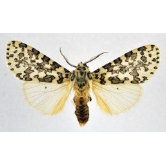 /filer/webapps/moths/media/images/P/pardalina_Alpenus_AM_NHMO.jpg