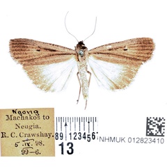 /filer/webapps/moths/media/images/L/leucobasis_Tathorhynchus_AF_BMNH_01.jpg