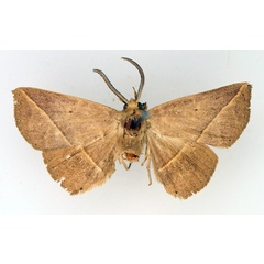 /filer/webapps/moths/media/images/A/albilinea_Ugia_AM_TMSA.jpg
