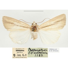 /filer/webapps/moths/media/images/B/brandti_Mythimna_AM_BMNH.jpg