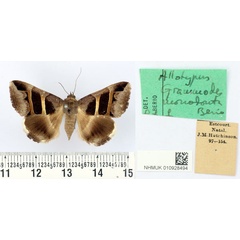 /filer/webapps/moths/media/images/M/monodonta_Grammodes_AT_BMNH.jpg