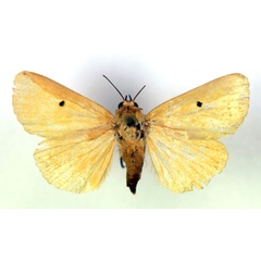 /filer/webapps/moths/media/images/A/appollinis_Leocyma_AF_RMCA.jpg