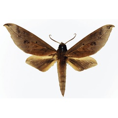 /filer/webapps/moths/media/images/O/oberthueri_Phylloxiphia_AM_Basquin_02.jpg