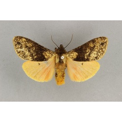 /filer/webapps/moths/media/images/W/wittei_Teracotona_AM_BMNH_02.jpg