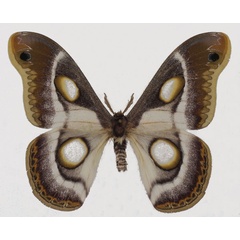 /filer/webapps/moths/media/images/B/bauhiniae_Epiphora_AF_Basquin.jpg