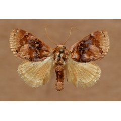 /filer/webapps/moths/media/images/A/albisignata_Pseudothosea_A_Butler.jpg