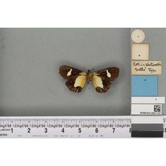 /filer/webapps/moths/media/images/W/westwoodii_Rothia_HT_BMNHb.jpg