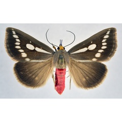 /filer/webapps/moths/media/images/Z/zambesita_Calesia_A_NHMO.jpg