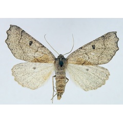 /filer/webapps/moths/media/images/E/erebaria_Aethiopodes_AF_TMSA.jpg