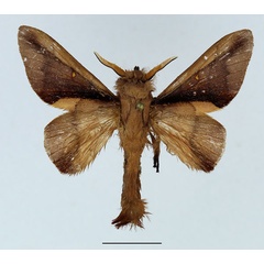 /filer/webapps/moths/media/images/P/phenax_Apatelopteryx_AM_Basquin_02.jpg