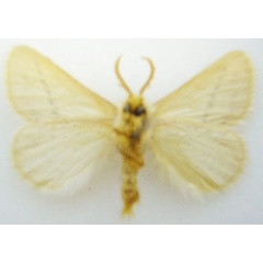 /filer/webapps/moths/media/images/W/wichgrafi_Phiala_STM_NHMUKb.jpg