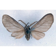 /filer/webapps/moths/media/images/N/nyasae_Apisa_HT_BMNH_02.jpg