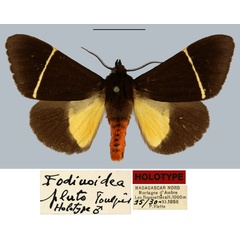 /filer/webapps/moths/media/images/P/pluto_Fodinoidea_HT_MNHN.jpg