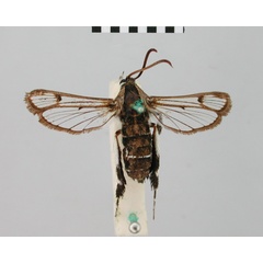 /filer/webapps/moths/media/images/D/dasysceles_Synanthedon_PT_BMNH.jpg