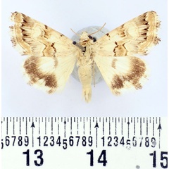 /filer/webapps/moths/media/images/F/fletcheri_Armada_AM_BMNH.jpg