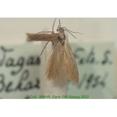 /filer/webapps/moths/media/images/P/paulianella_Haploscythris_HT_MNHN.jpg
