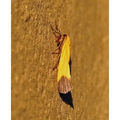 /filer/webapps/moths/media/images/E/elegans_Eilema_A_Voaden.jpg