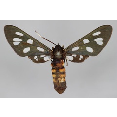 /filer/webapps/moths/media/images/T/tritonia_Amata_HT_BMNH.jpg