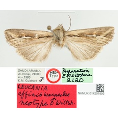 /filer/webapps/moths/media/images/A/affinis_Leucania_NT_BMNH.jpg