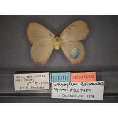 /filer/webapps/moths/media/images/L/latimaculata_Stenoglene_HT_RMCA_02.jpg