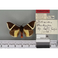 /filer/webapps/moths/media/images/L/laeta_Fodinoidea_PT_BMNH_02a.jpg