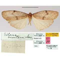 /filer/webapps/moths/media/images/M/montana_Eilema_HT_SNHM.jpg