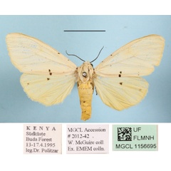 /filer/webapps/moths/media/images/M/meinhofi_Eyralpenus_AF_MGCL_01.JPG
