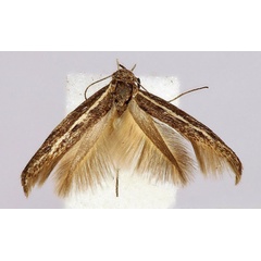 /filer/webapps/moths/media/images/E/enigmella_Scythris_HT_BMNH.jpg