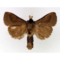/filer/webapps/moths/media/images/R/reticulata_Lebedodes_AM_TMSA_02.jpg