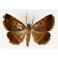 /filer/webapps/moths/media/images/M/melliflua_Plecopterodes_AM_TMSA_01.jpg