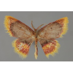 /filer/webapps/moths/media/images/N/nigribasalis_Chrysocraspeda_A_ZSM_01.jpg