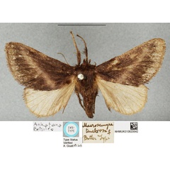 /filer/webapps/moths/media/images/T/tenebrosa_Macrosemyra_PLTF_BMNH.jpg