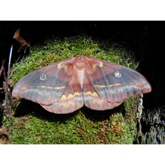 /filer/webapps/moths/media/images/F/fusicolor_Maltagorea_AF_Basquin_02.jpg