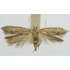 /filer/webapps/moths/media/images/T/tholaea_Parapsectris_LT_TMSA.jpg