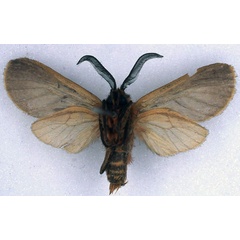/filer/webapps/moths/media/images/C/contrasta_Metarctia_HT_BMNH_02.jpg