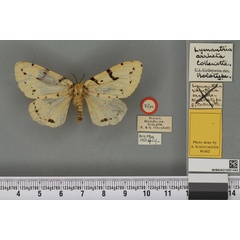 /filer/webapps/moths/media/images/A/arrheta_Lymantria_HT_BMNHa.jpg