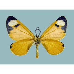/filer/webapps/moths/media/images/T/tenuis_Zerenopsis_AM_Staude.jpg