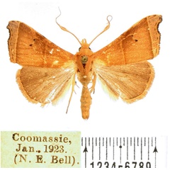 /filer/webapps/moths/media/images/M/monogona_Paralephana_AM_BMNH.jpg