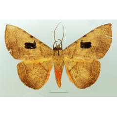 /filer/webapps/moths/media/images/C/capensis_Hypopyra_AM_Basquin.jpg