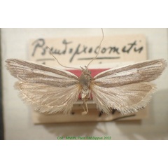 /filer/webapps/moths/media/images/B/baronella_Pseudoprocometis_HT_MNHN.jpg