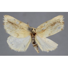/filer/webapps/moths/media/images/R/rotunda_Mimulosia_A_BMNH.jpg
