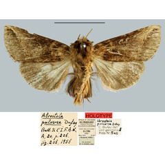/filer/webapps/moths/media/images/P/pulverea_Abrostola_HT_MNHN.jpg