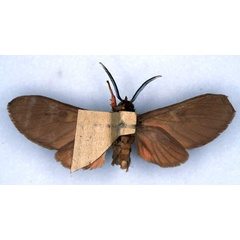 /filer/webapps/moths/media/images/C/cinereoguttata_Hippurarctia_HT_ZSM_02.jpg