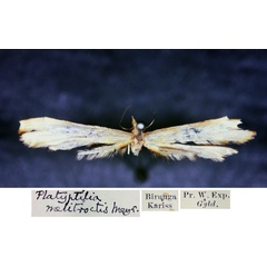 /filer/webapps/moths/media/images/M/melitroctis_Platyptilia_HT_BMNH.jpg