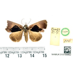 /filer/webapps/moths/media/images/A/albicincta_Athyrma_HT_BMNH.jpg