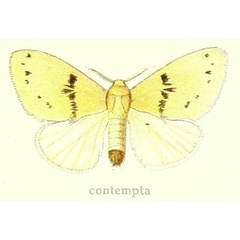 /filer/webapps/moths/media/images/C/contemptor_Euproctis_STM_Hering_28c.jpg