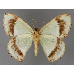 /filer/webapps/moths/media/images/L/lactata_Agathia_HT_ZSM_02.jpg