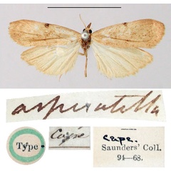 /filer/webapps/moths/media/images/A/asperatella_Lithosia_HT_BMNH.jpg